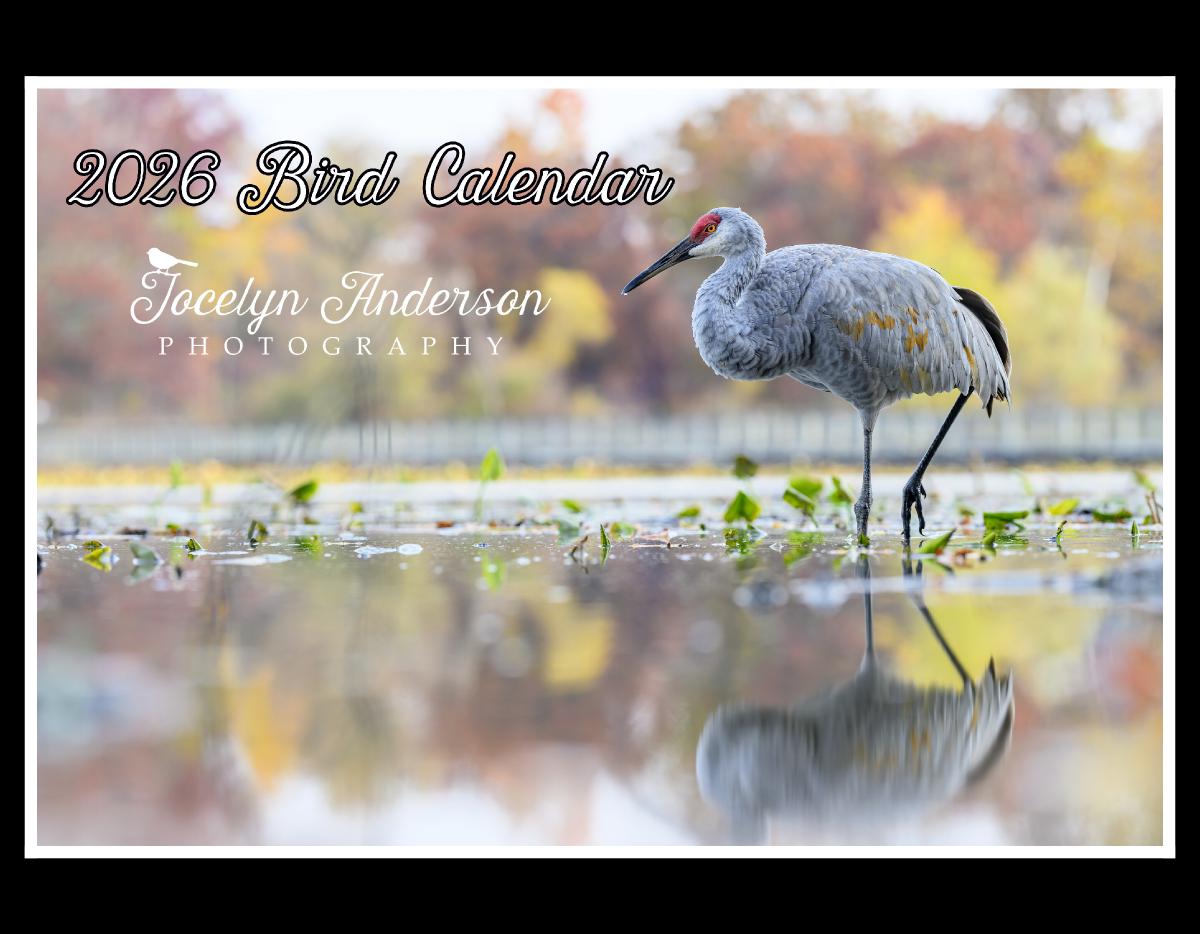 Jocelyn Anderson Photography - Birds 2026