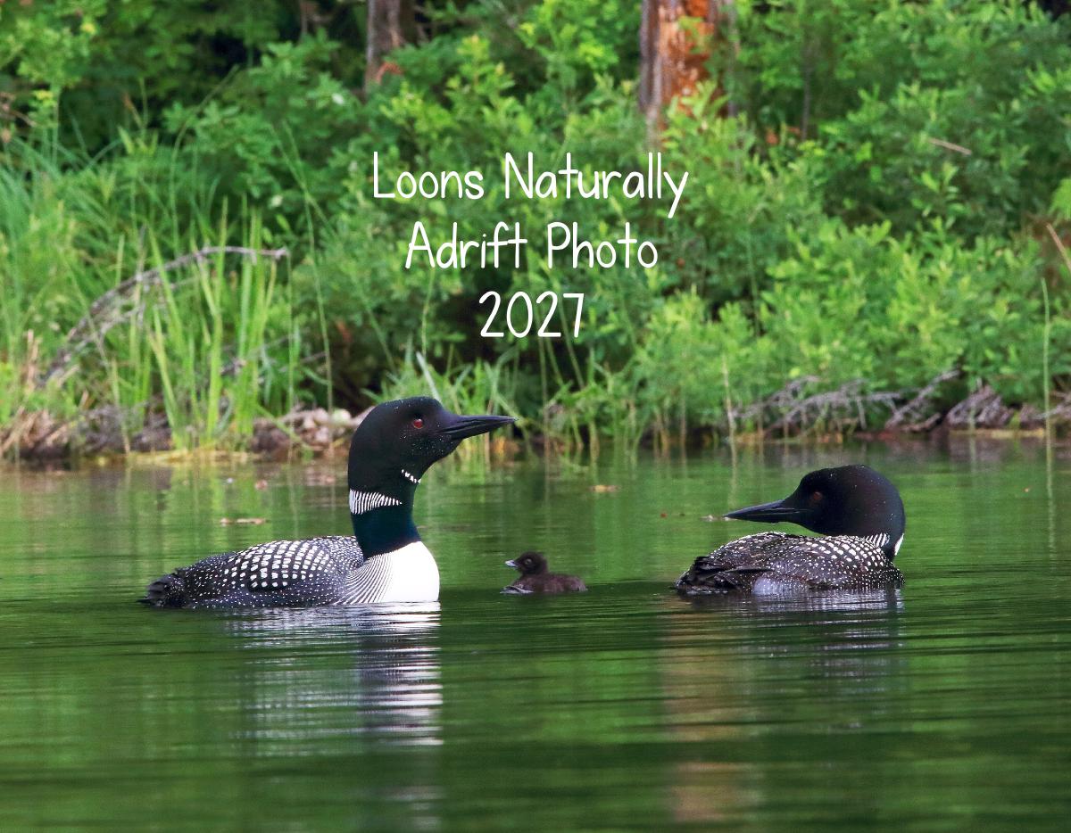 Loons Naturally Adrift 2027