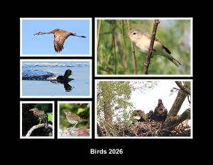 Birds 2026