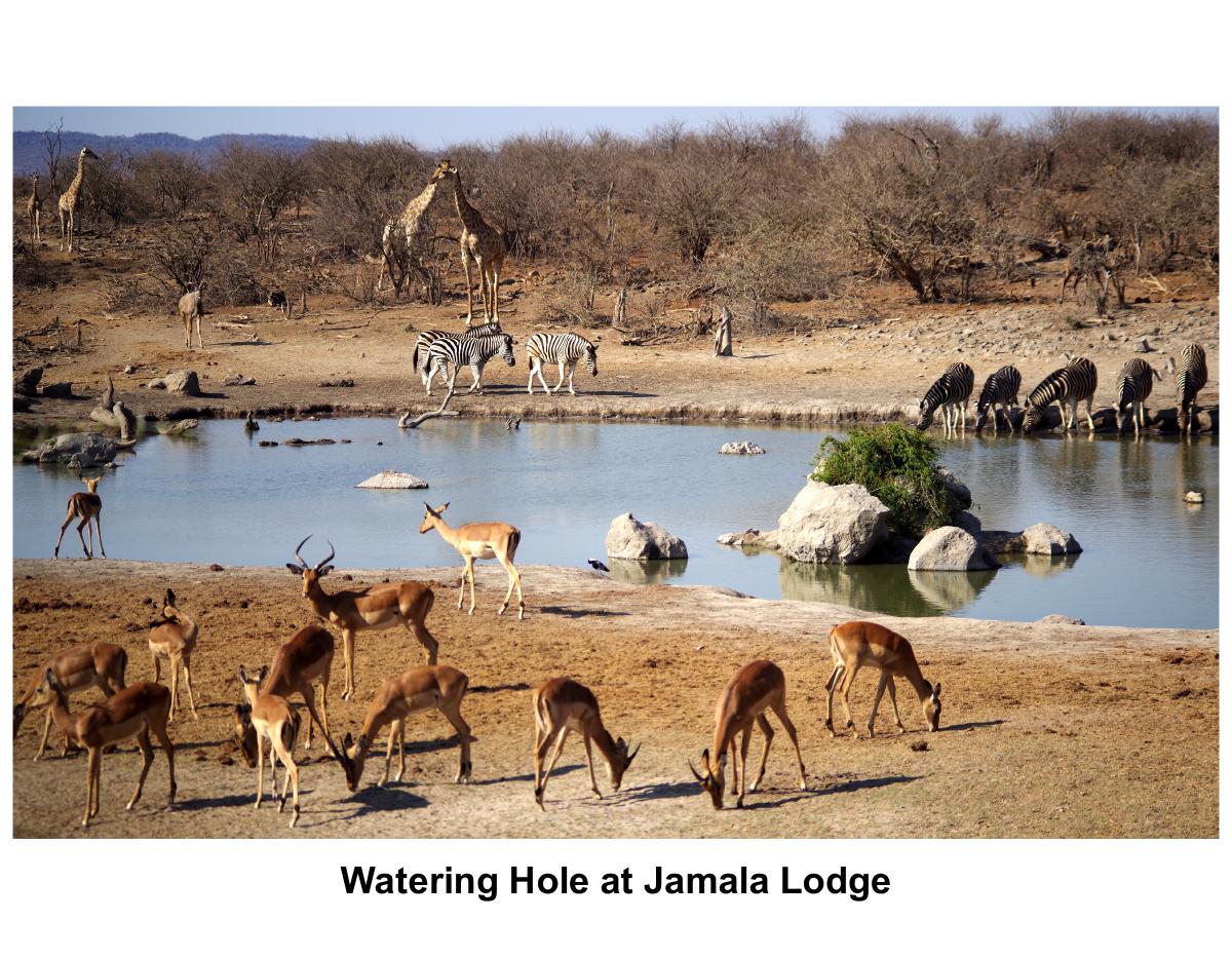 2026 - South African Safari