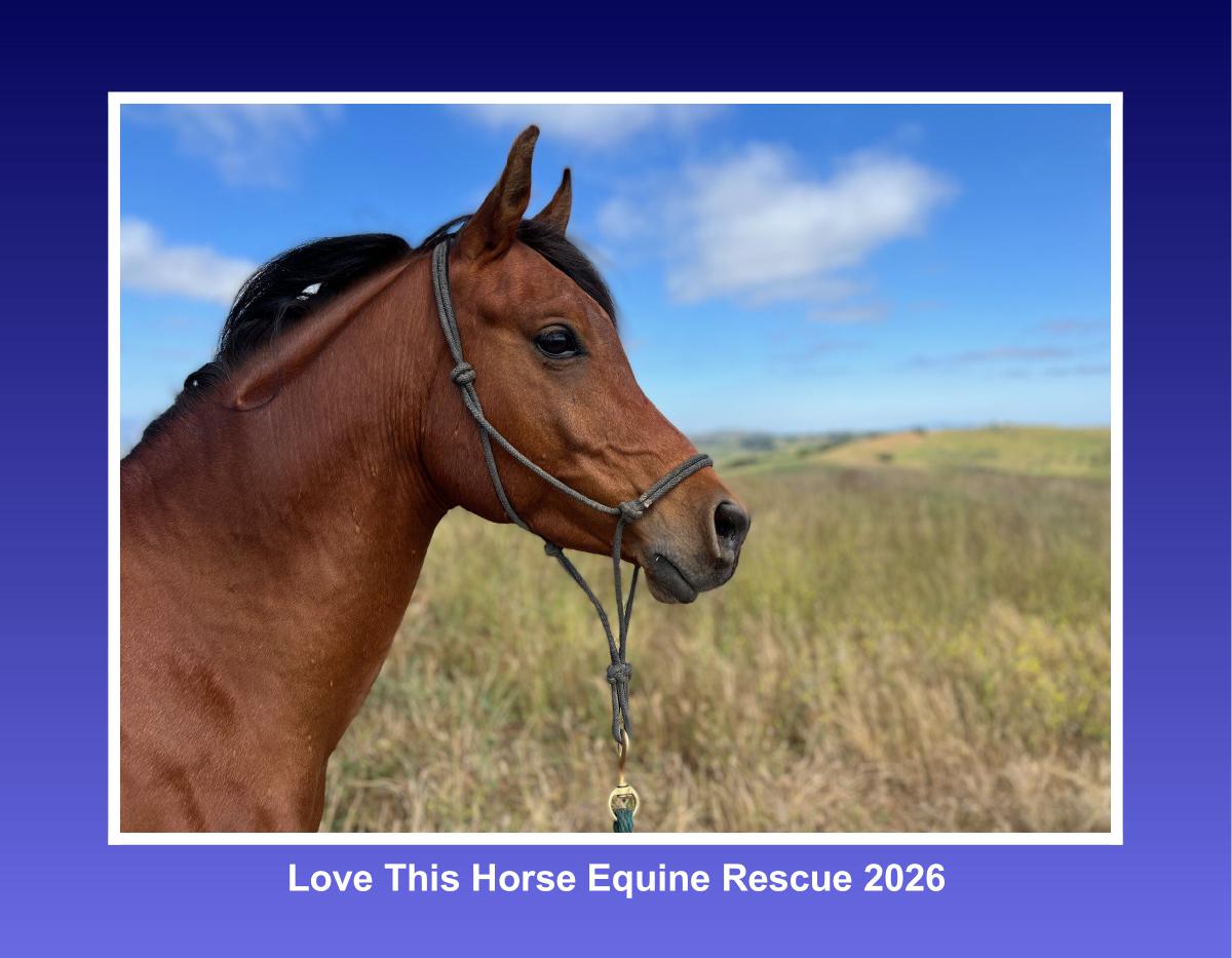 2026 Love This Horse Equine Rescue Calendar