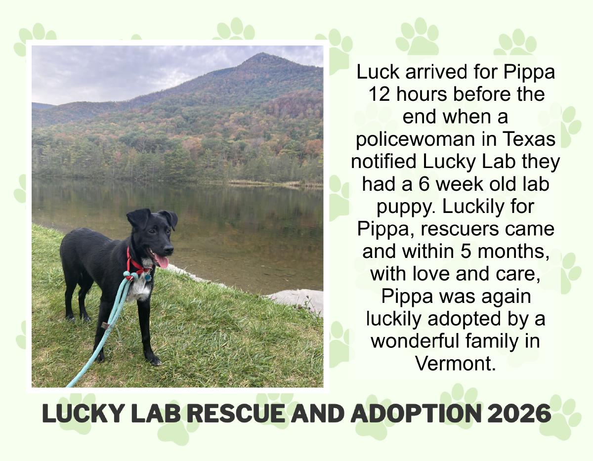 Lucky Lab Rescue 2026 Calendar