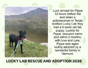 Lucky Lab Rescue 2026 Calendar