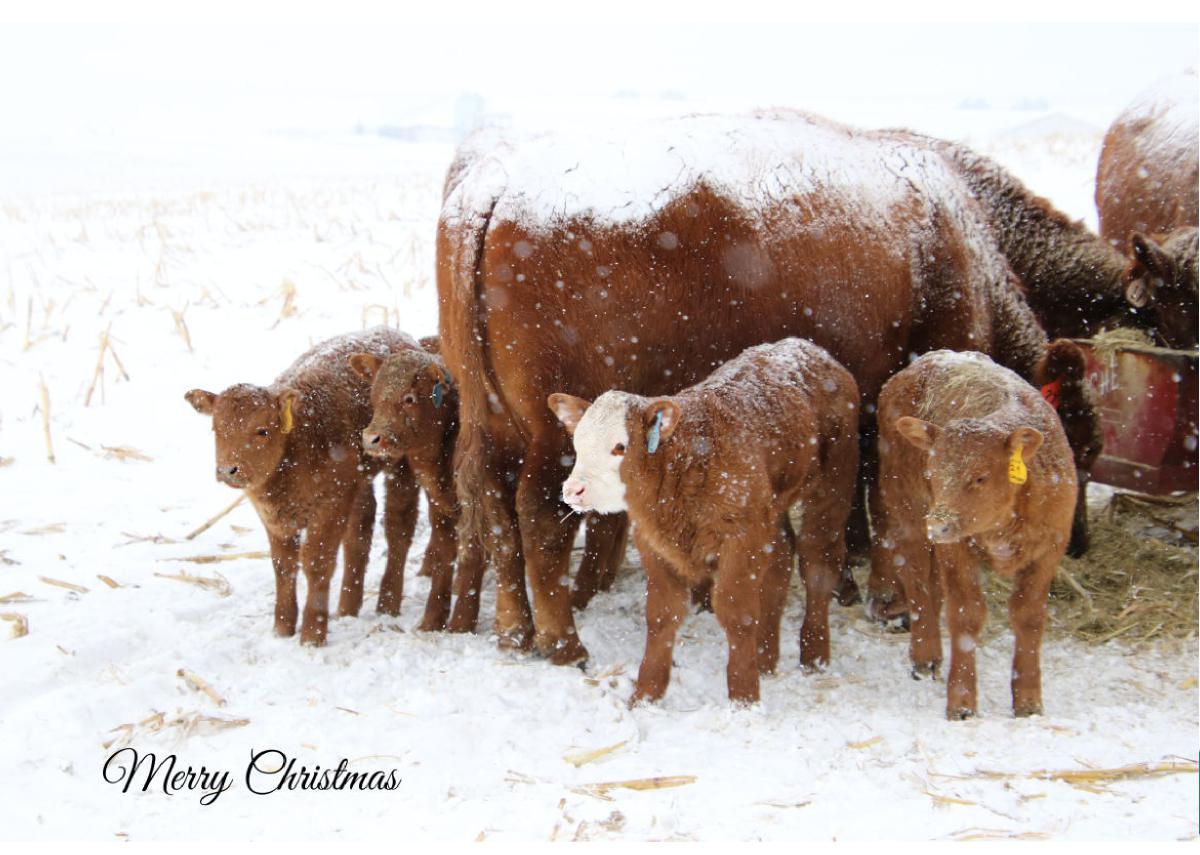 Merry Christmas Dodge County