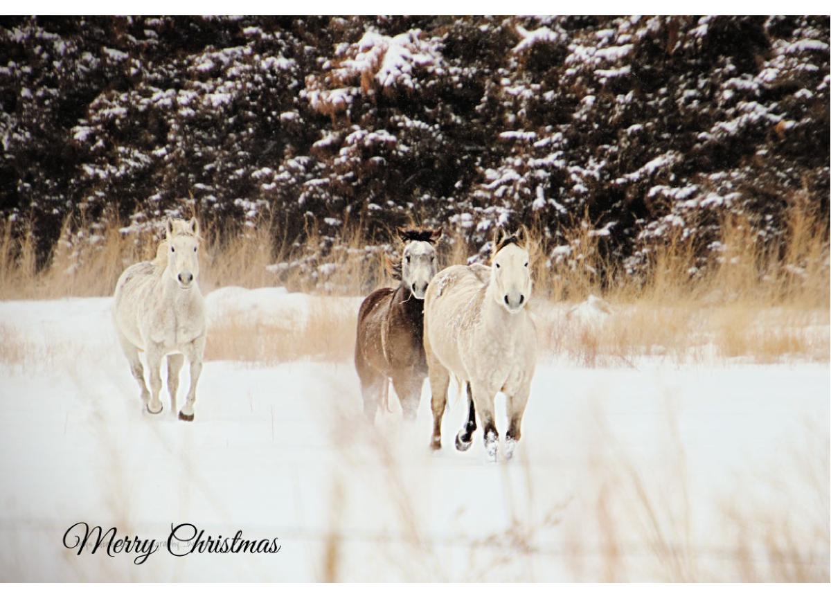 Merry  Christmas Howard County