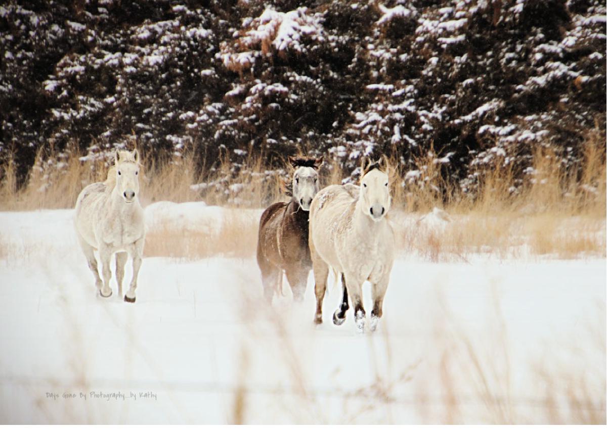 Winter Howard County