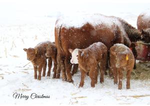 Merry Christmas Dodge County