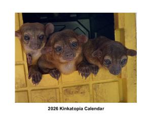 2026 Kinkatopia Calendar