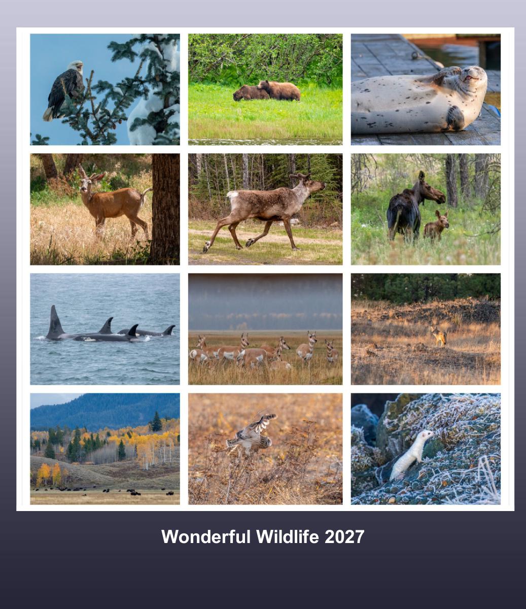 Wonderful Wildlife