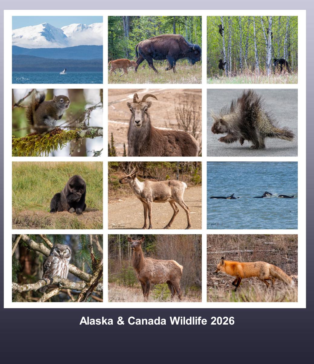 Alaska & Canada Wildlife 2026
