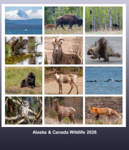 Alaska & Canada Wildlife 2026