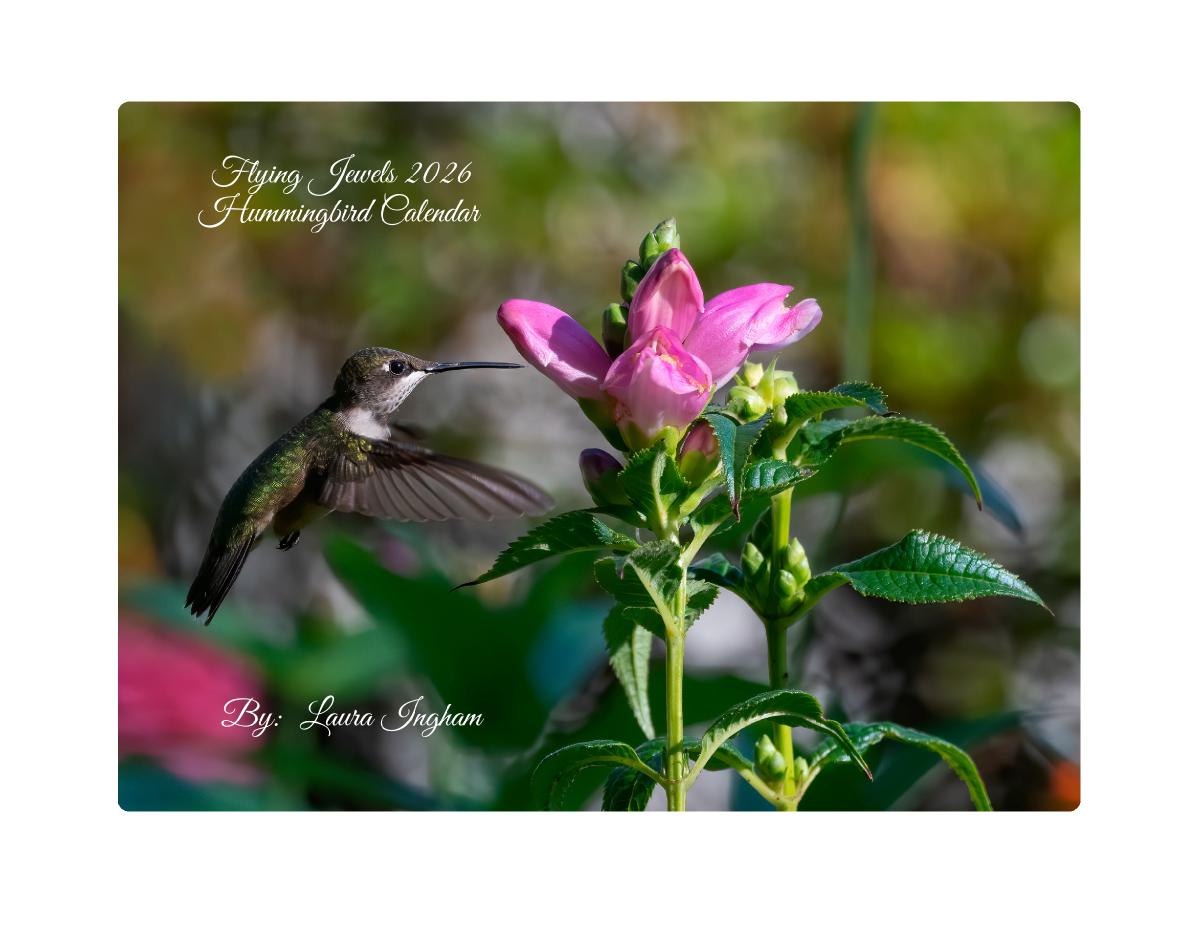 Flying Jewels 2026 Hummingbird Calendar