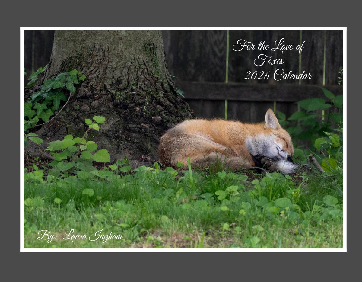 For The Love Of Foxes 2026 Calendar