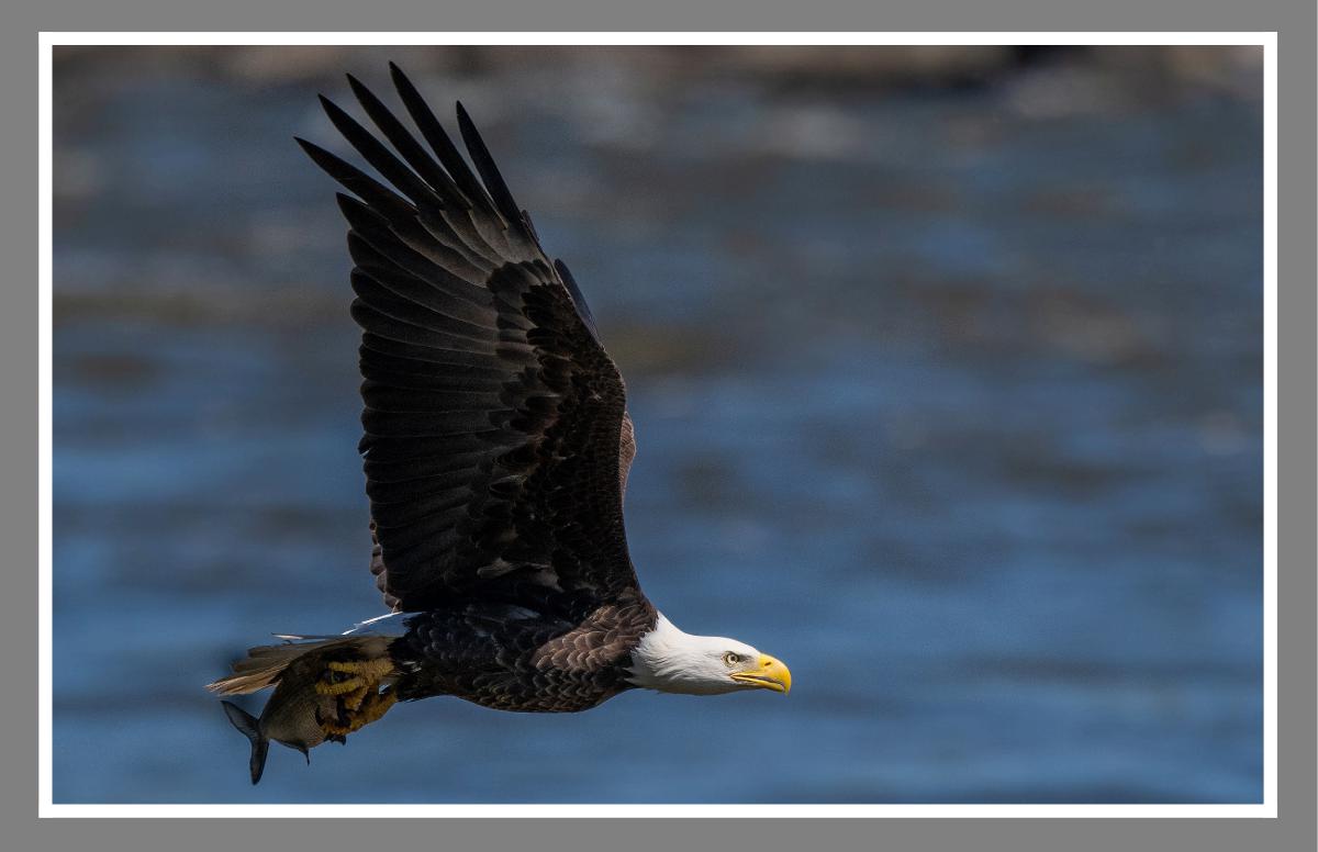 American Bale Eagle Poster