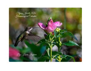 Flying Jewels 2026 Hummingbird Calendar
