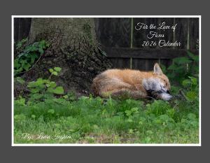 For The Love Of Foxes 2026 Calendar