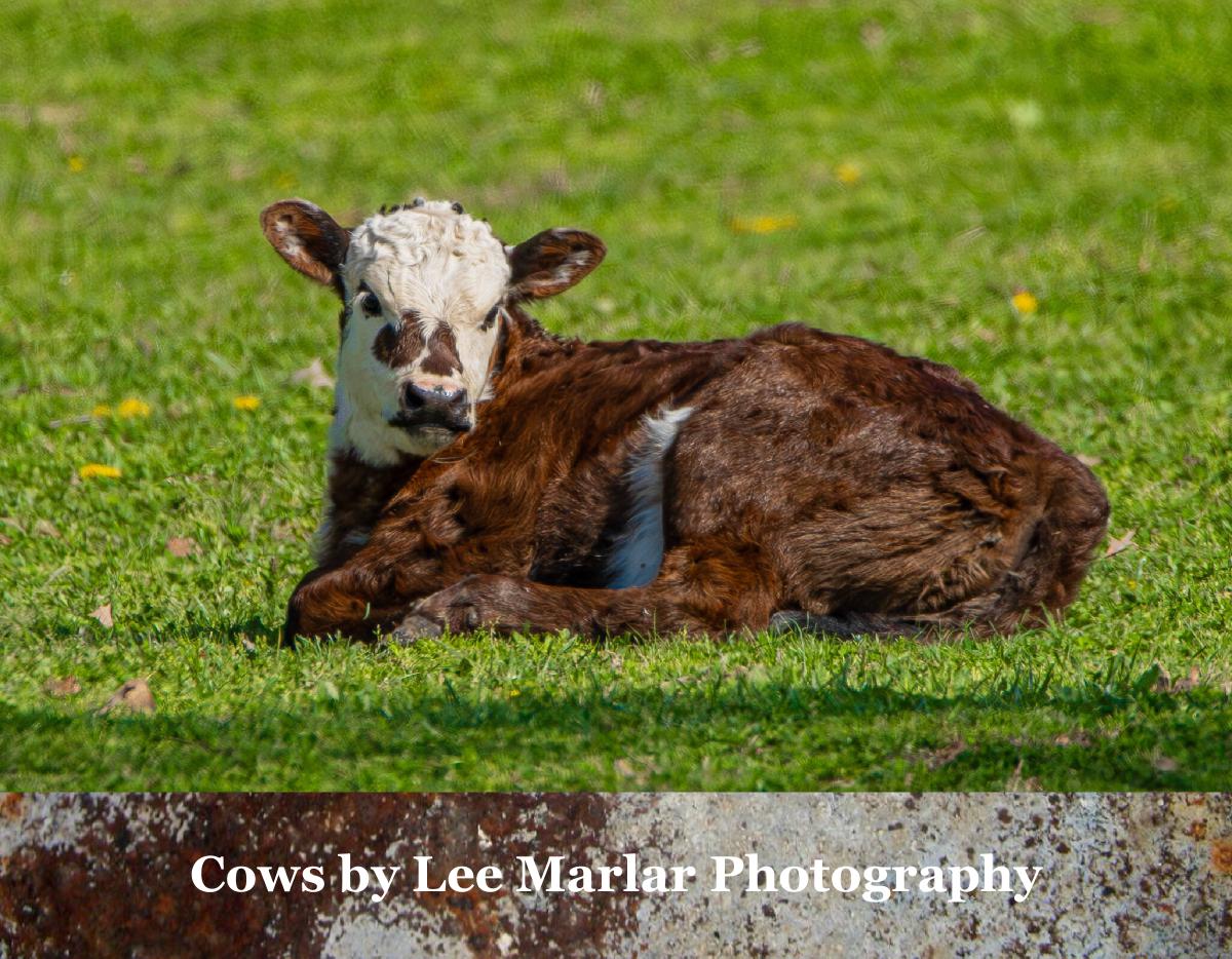 Cows 2026 Calender