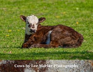 Cows 2026 Calender