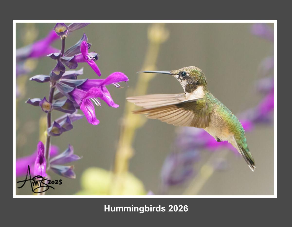Hummingbirds 2026