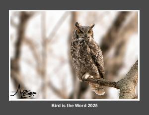 Bird is the Word 2025