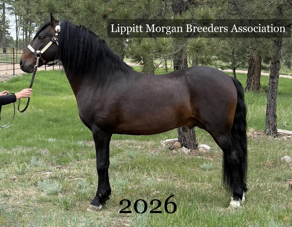 Lippitt Morgan Breeders' Assoc 2026 Calendar