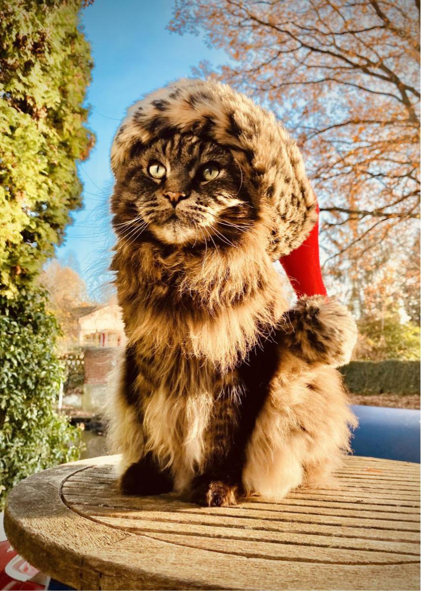 Louis Christmas Card - Blue Sky