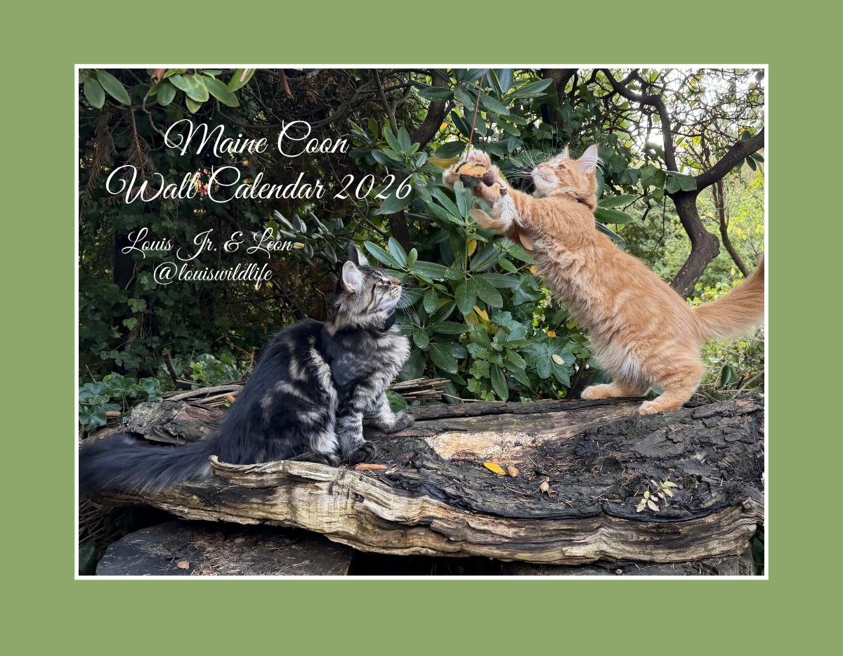 Maine Coon 2026 Wall Calendar