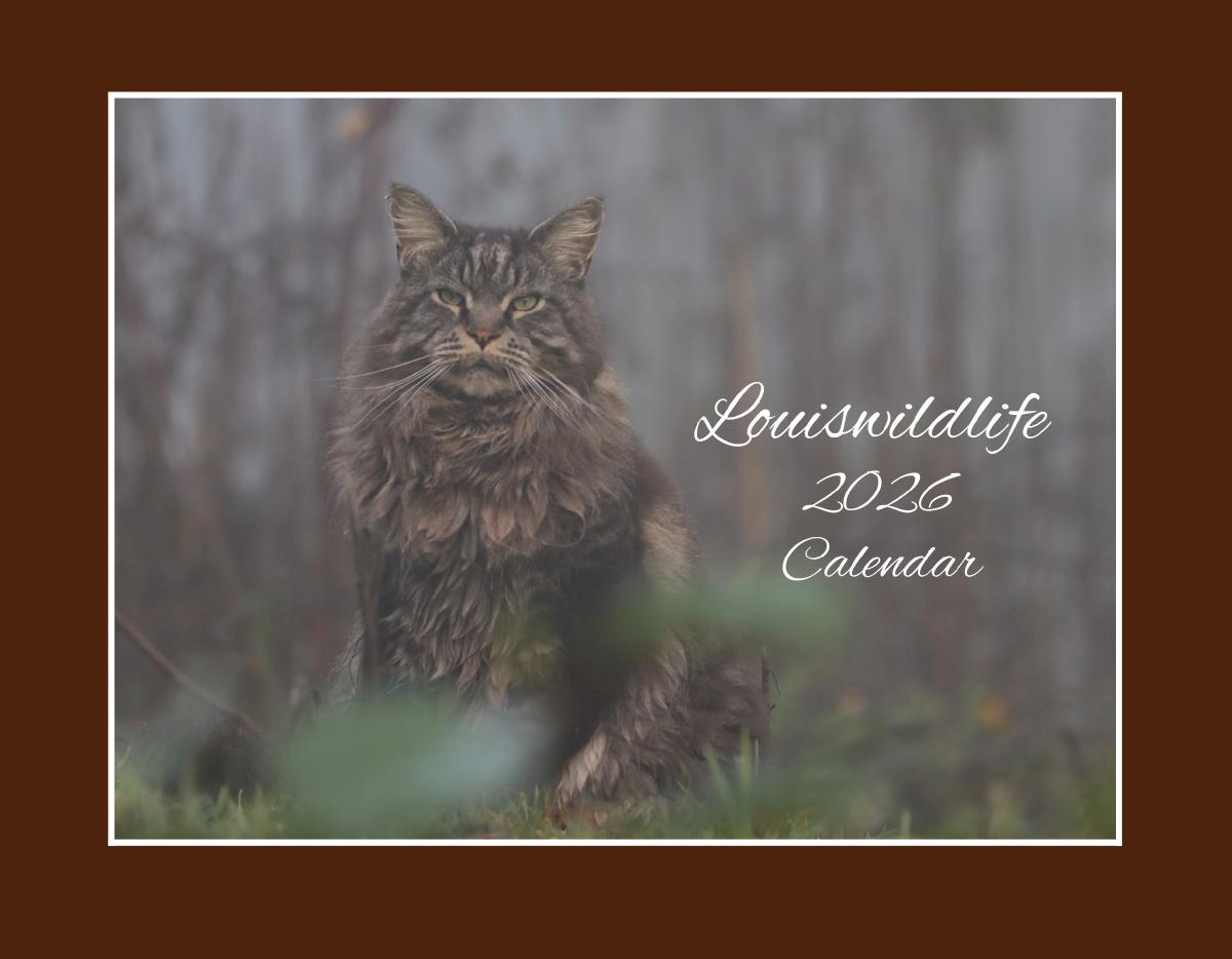 LOUISWILDLIFE 2026 WALL CALENDAR