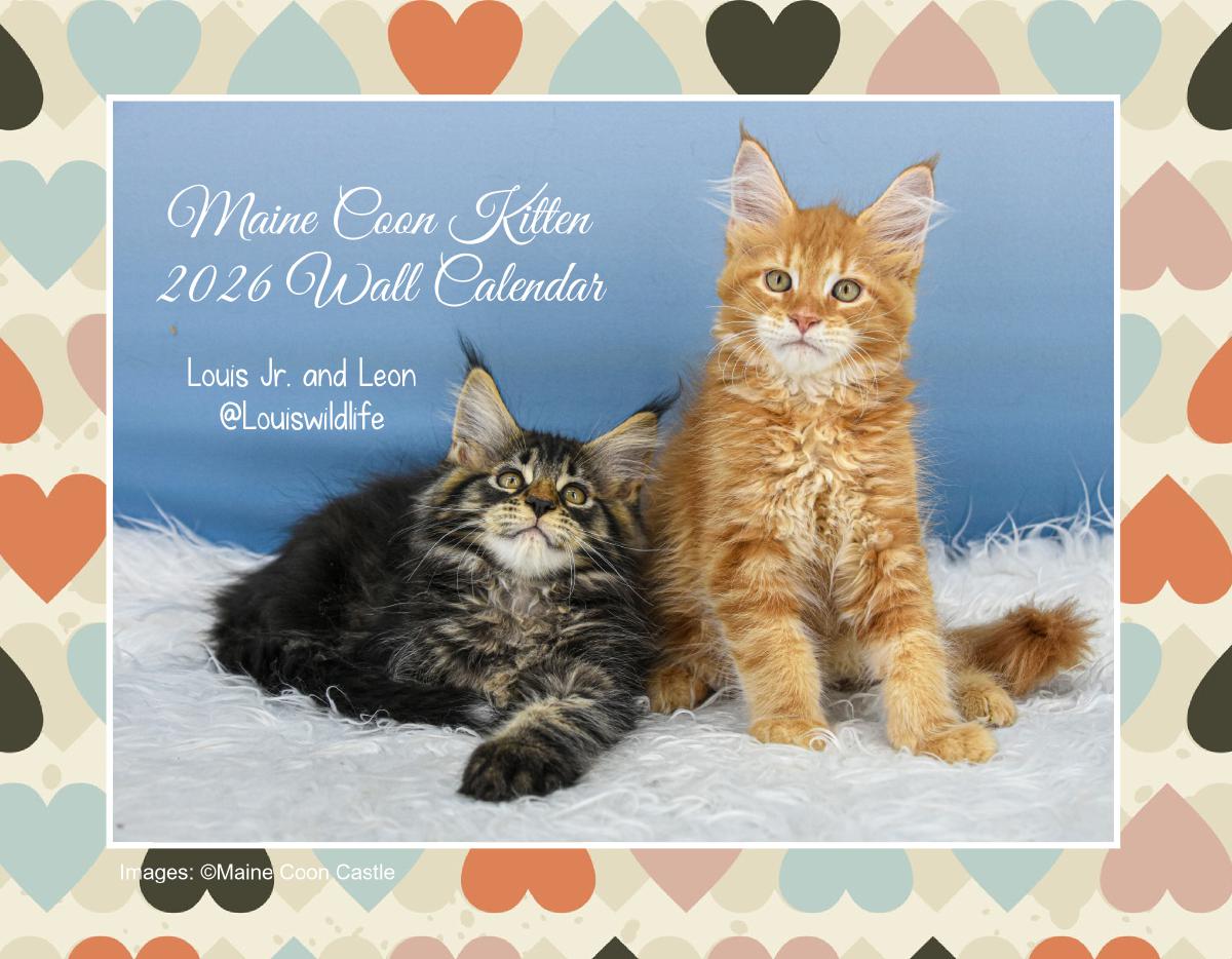 Maine Coon Kitten 2026 Wall Calendar