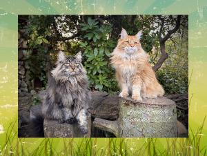 Louiswildlife Calendar 2027