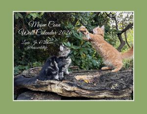 Maine Coon 2026 Wall Calendar