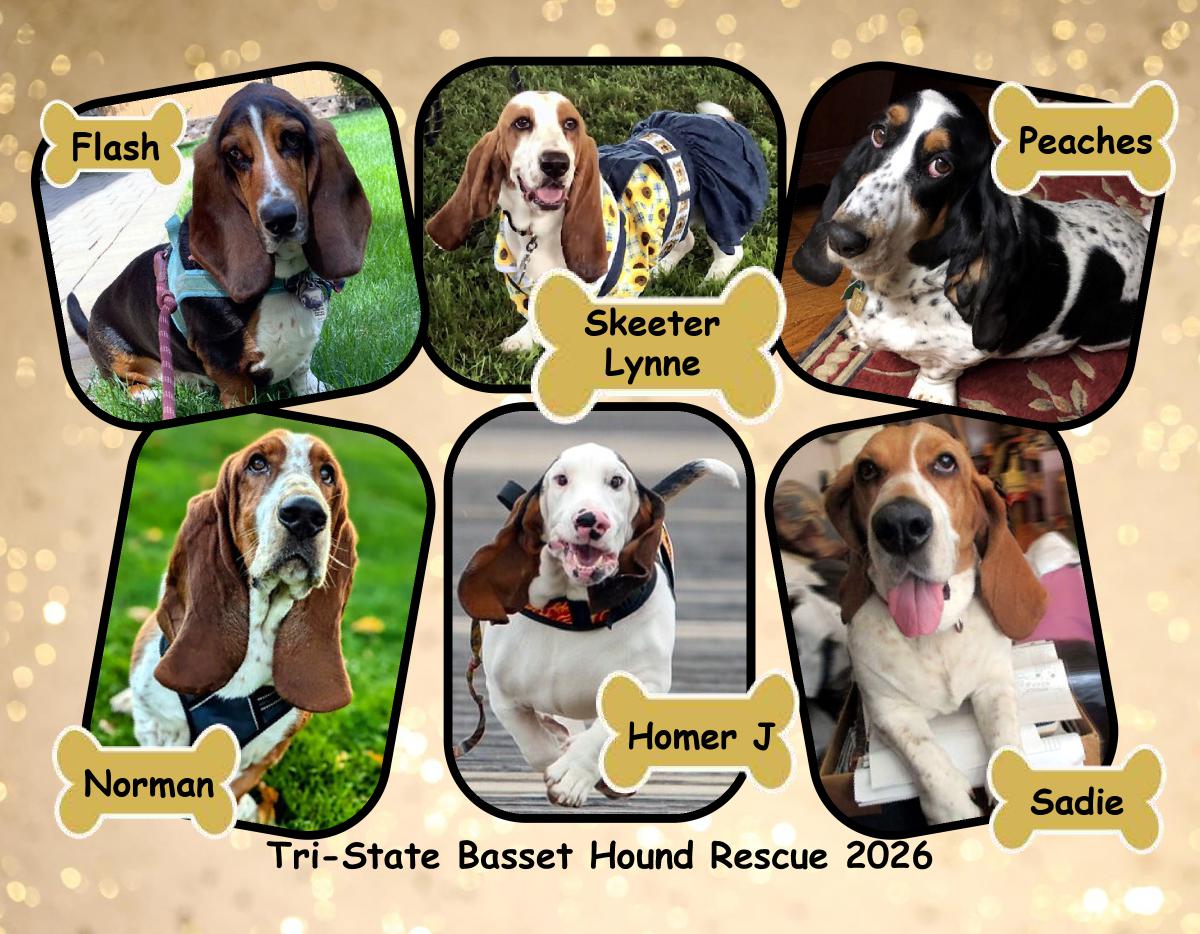 Tri-State Basset Hound Rescue 2026 Calendar