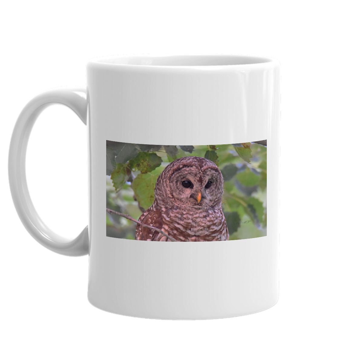 Barred Owl