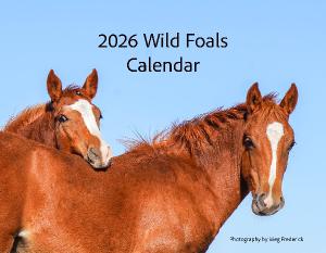 2026 Wild Foals Calendar