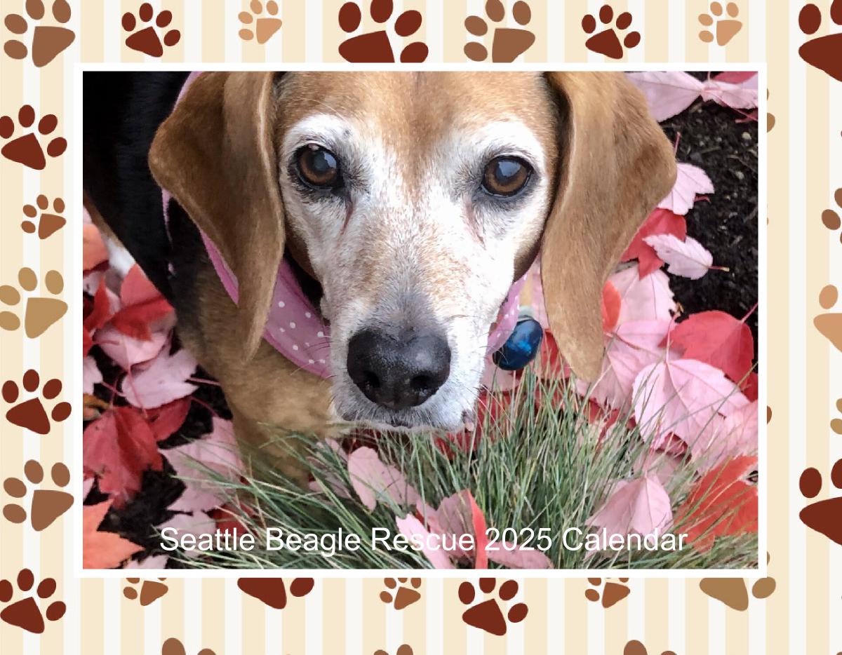 Seattle Beagle Rescue 2025 Calendar