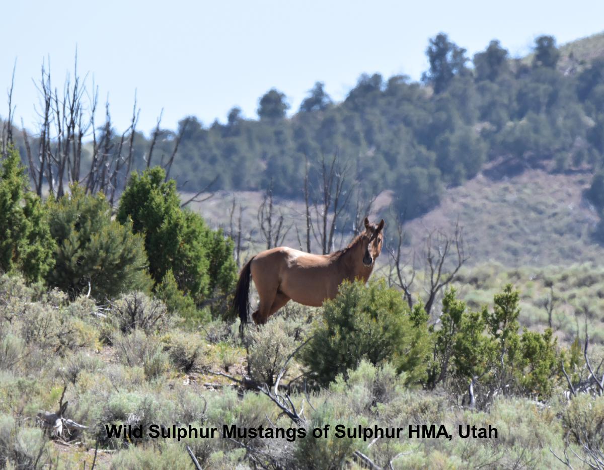 2026 Sulphur Mustangs