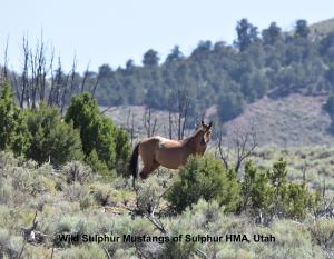 2026 Sulphur Mustangs