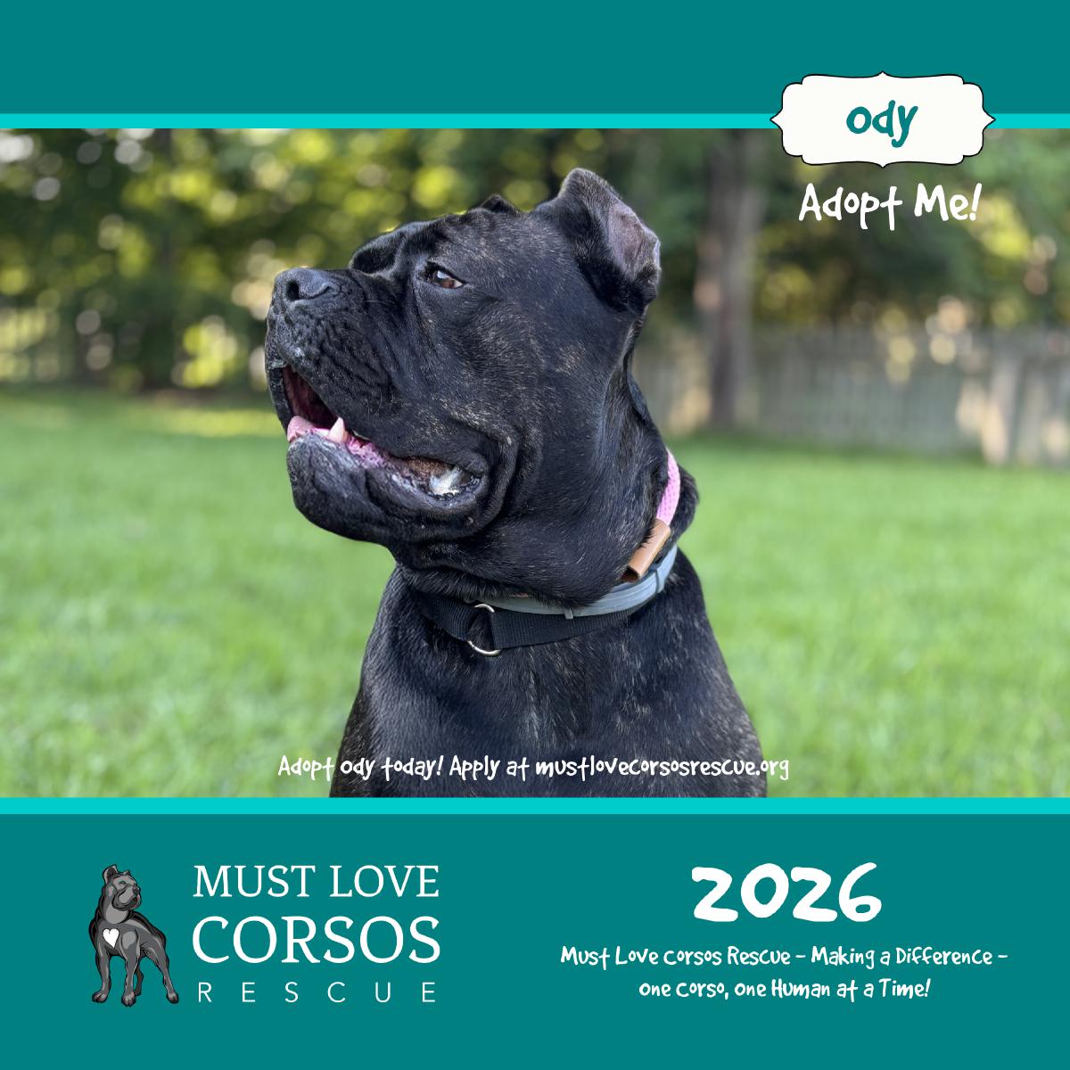 Must Love Corsos Rescue 2026 12x12
