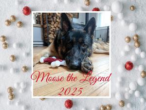 Moose the Legend 2025 Calendar