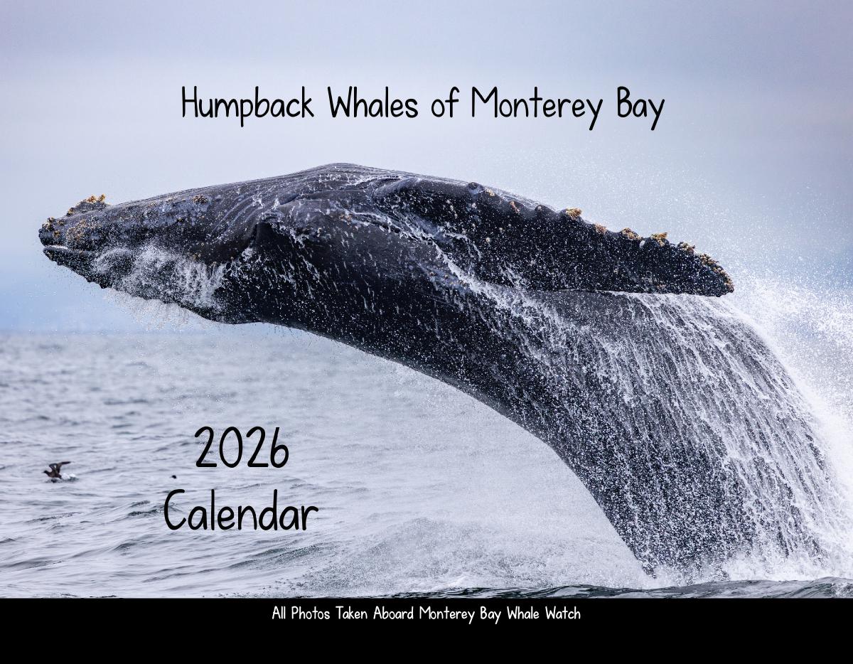 Humpback Whales of Monterey Bay