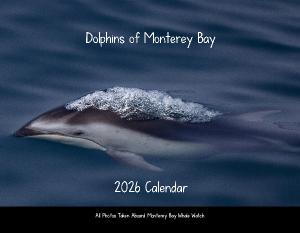 Dolphins of Monterey Bay