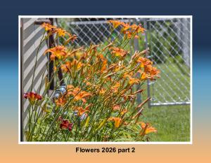 Flowers for 2026 part 2