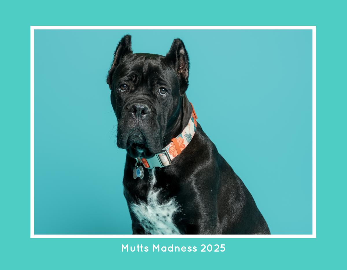 Mutts Madness 2025-2026 Calendar