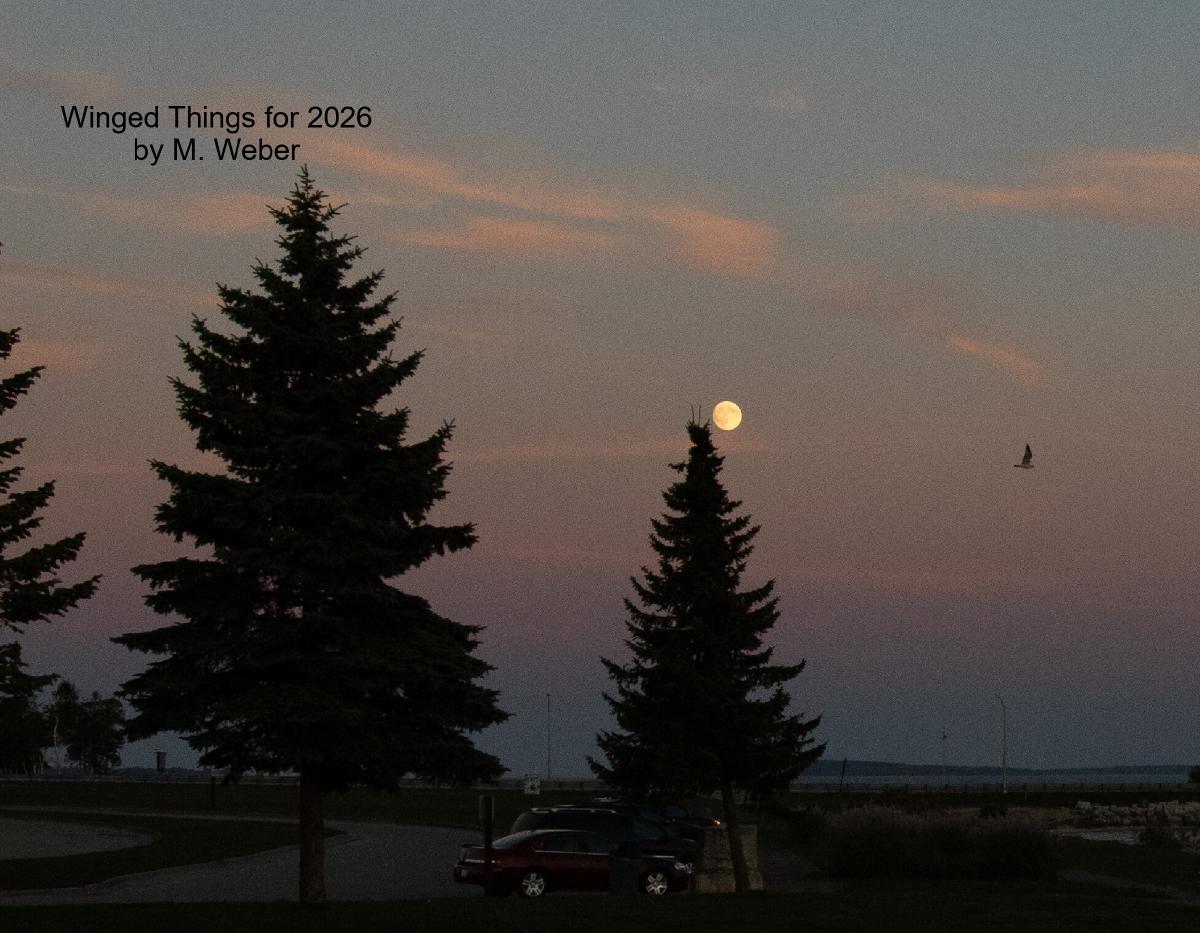 Winged Things for 2026