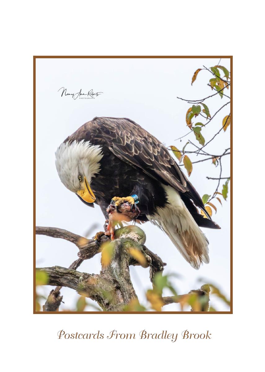 Breakfast with an Eagle