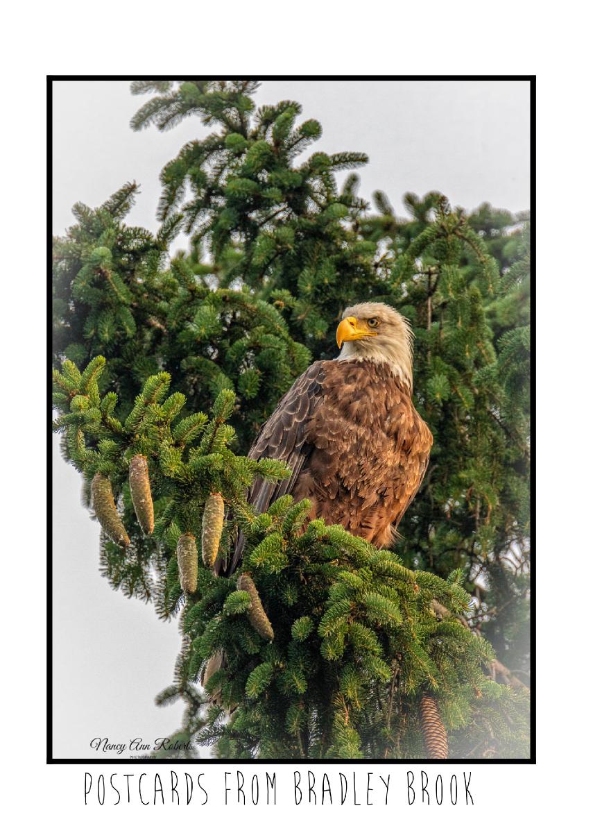 Bald Eagle - Postcard from Bradley Brook