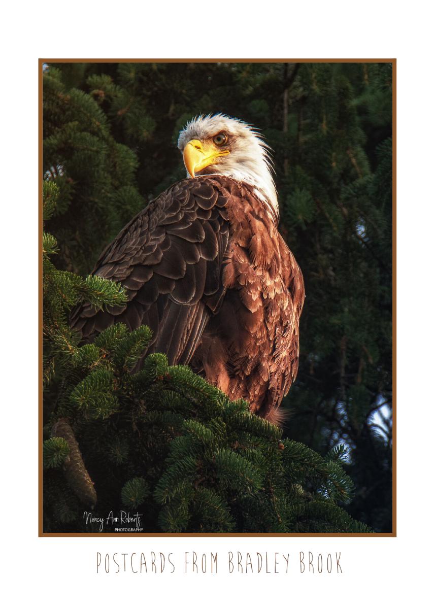 Sitting in the Morning Sun