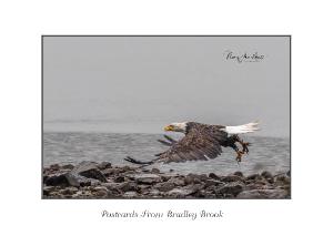 Eagle in Rainy Day Flight