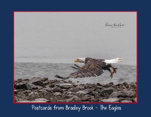 2026 Calendar - Eagles of Bradley Brook Reservoir