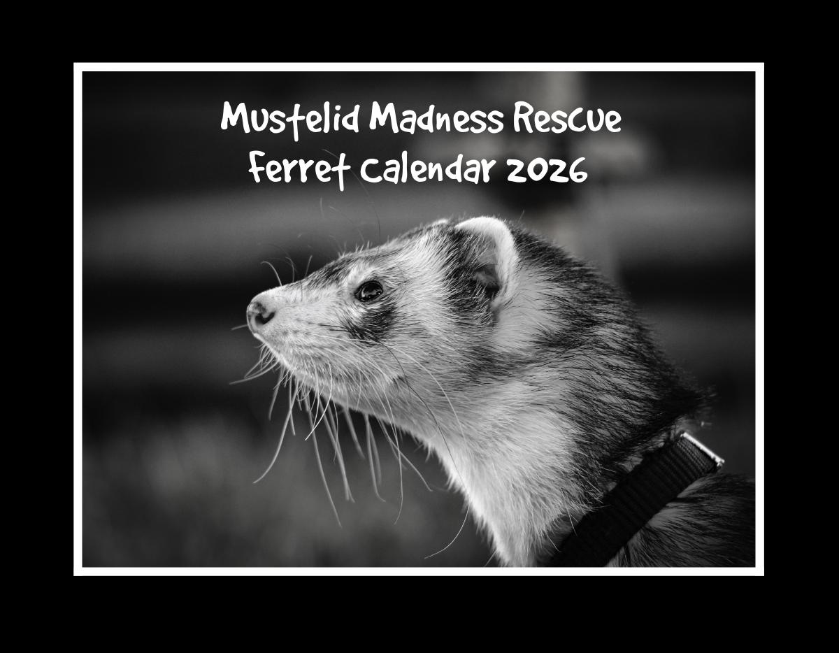MMR Ferret Calendar 2026